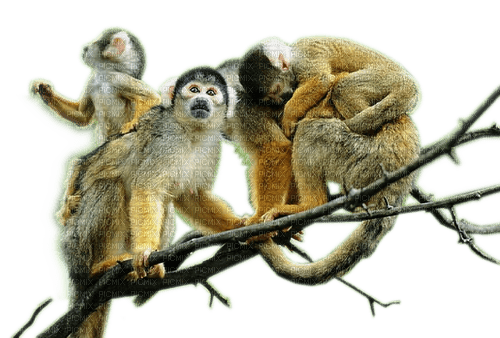 Rena Monkeys Affen Tiere Dschungel - png ฟรี