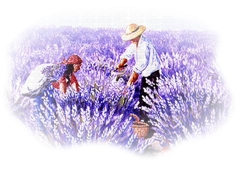 Lavender couple - Free PNG