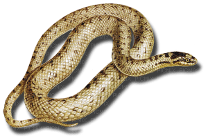 Kaz_Creations Snakes Snake - Free PNG