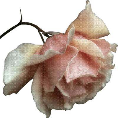 blomma-rosa - gratis png