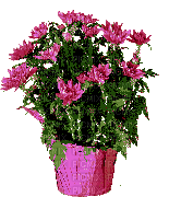 Blumentopf - Kostenlose animierte GIFs