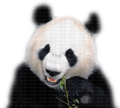 panda - безплатен png