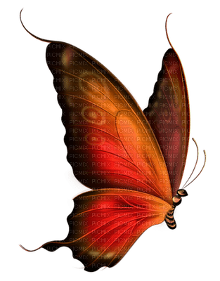 butterfly butterflies bp - бесплатно png