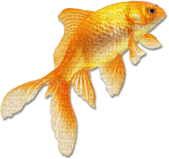 soave deco summer fish scrap orange - Free PNG