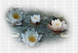 chantalmi fleur blanche nénuphar - PNG gratuit