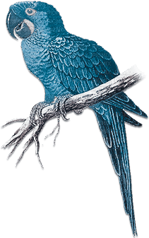 soave deco summer bird tropical parrot blue brown - bezmaksas png