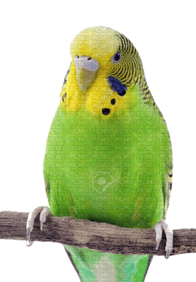Budgie - png gratuito