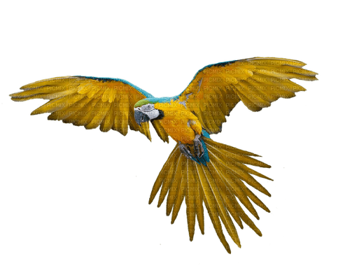 gala birds - Free PNG