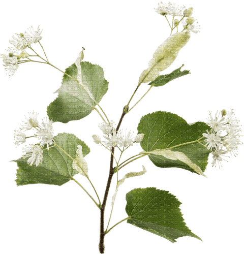 Linden Blossom - 無料png