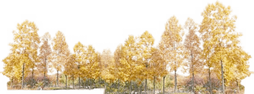 autumn trees Bb2 - 免费PNG
