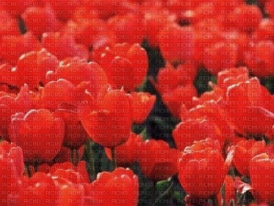 tulipes rouges - kostenlos png