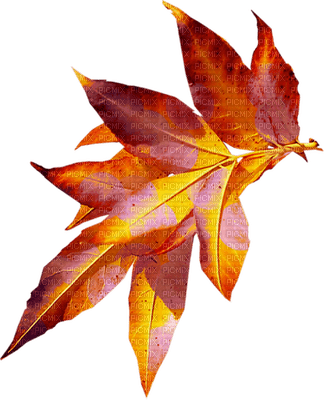 Kaz_Creations Deco  Colours  Leaves Leafs - png gratuito