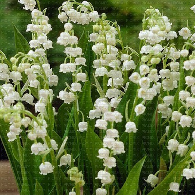 flowers lily of the valley bp - darmowe png