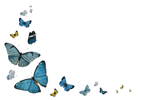 papillonGS - darmowe png