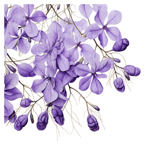 Purple Flowers - darmowe png