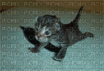 chat pompeur - GIF animé gratuit