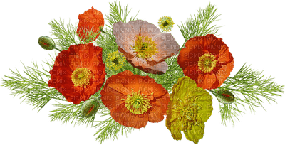 poppies, unikot kukka, fleur, flower - besplatni png