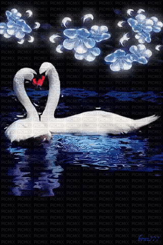 Swan-6460 - Ilmainen animoitu GIF