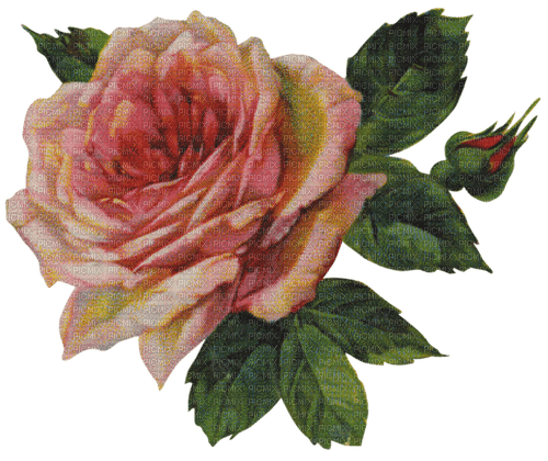 Rose Vintage - nemokama png