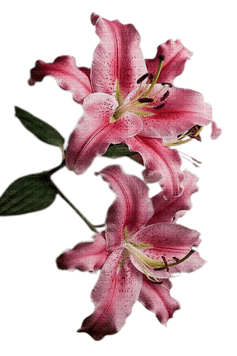 flowers blumen - nemokama png