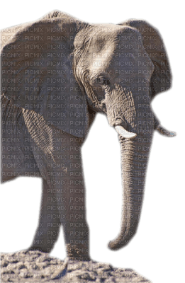 elephant - 無料png