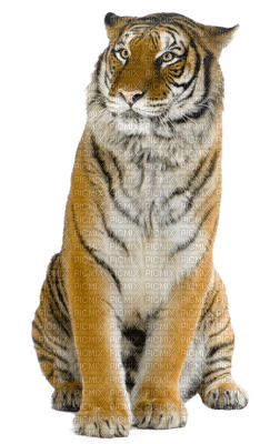 tiger-Nitsa P - kostenlos png