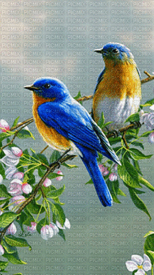 Pájaros - Безплатен анимиран GIF