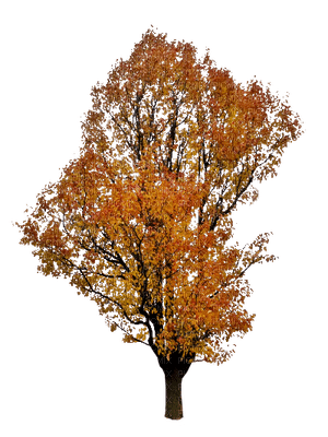tree autumn automne - PNG gratuit
