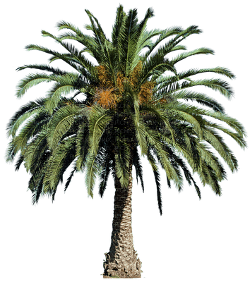 palmera - zdarma png