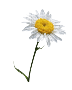 Kaz_Creations Deco Flowers Camomile Flower - безплатен png
