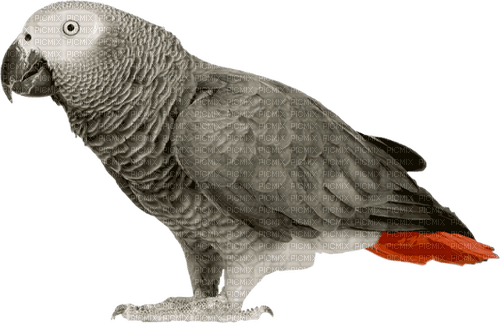 Papegaai - kostenlos png