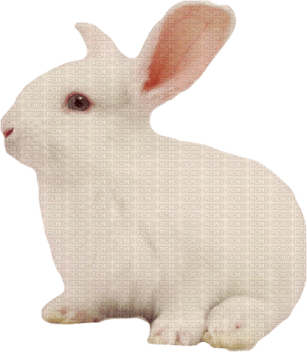 Bunny.Rabbit.White - PNG gratuit