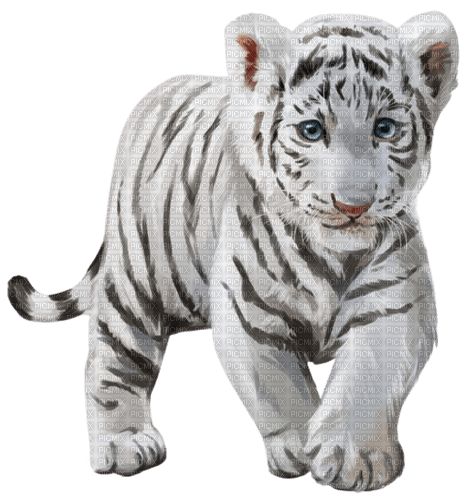 Bébé Tigre blanc - zdarma png