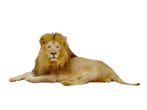 lion - nemokama png