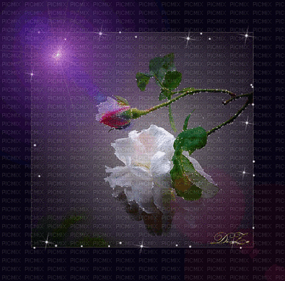 rosasdenoche - Ilmainen animoitu GIF