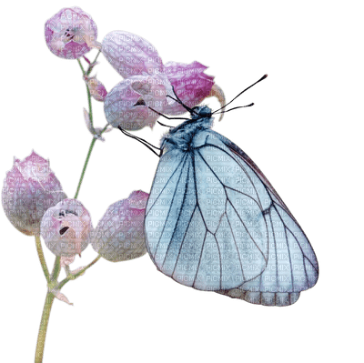 papillon bleu.Cheyenne63 - фрее пнг