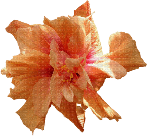 Цветок - PNG gratuit