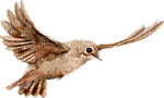 Kaz_Creations Bird Birds - фрее пнг