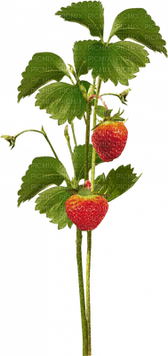 fresas - png grátis