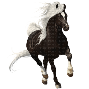 Horse - zadarmo png