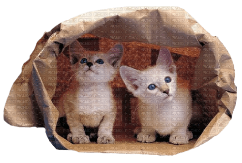 Kaz_Creations Cats Kittens - png grátis