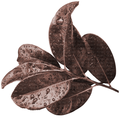 set Cacao-blad-kvistt-deco-minou52 - δωρεάν png