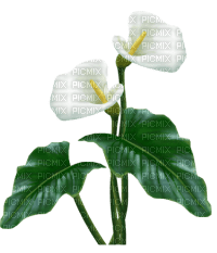 fleurs - png grátis