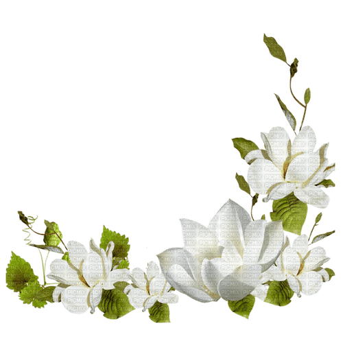 blommor--vita---flowers - white - PNG gratuit