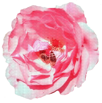 trandafir - zadarmo png