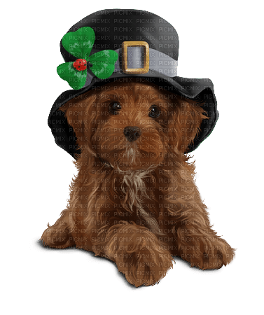 st. Patrick dog  by nataliplus - 無料png