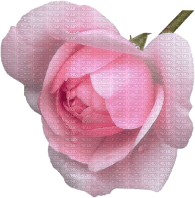 Tube Rose - 免费PNG