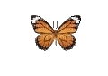butterfly papillon schmetterling - Animovaný GIF zadarmo
