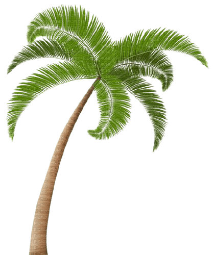 palm tree - Free PNG