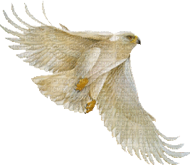 White Eagle - Бесплатный анимированный гифка